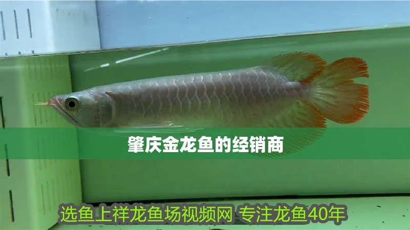 肇慶金龍魚的經(jīng)銷商