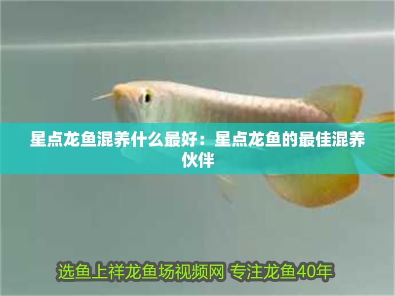星點龍魚混養什么最好：星點龍魚的最佳混養伙伴