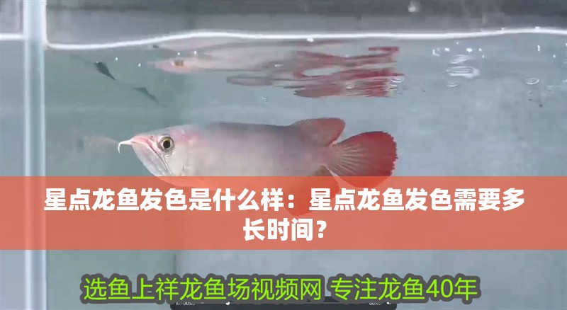 星點龍魚發色是什么樣：星點龍魚發色需要多長時間？