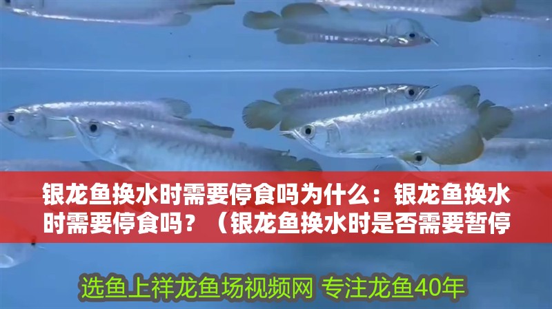 銀龍魚換水時需要停食嗎為什么：銀龍魚換水時需要停食嗎？（銀龍魚換水時是否需要暫停進食，觀察魚的行為和反應）