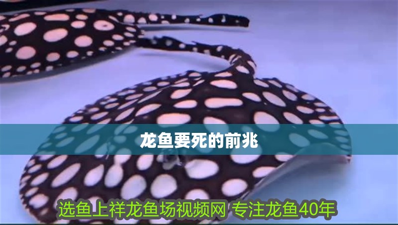 龍魚要死的前兆
