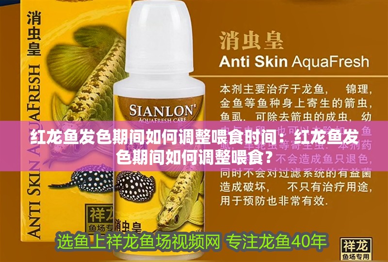 紅龍魚發(fā)色期間如何調(diào)整喂食時(shí)間：紅龍魚發(fā)色期間如何調(diào)整喂食？