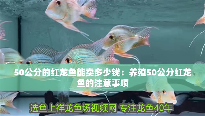 50公分的紅龍魚能賣多少錢：養(yǎng)殖50公分紅龍魚的注意事項