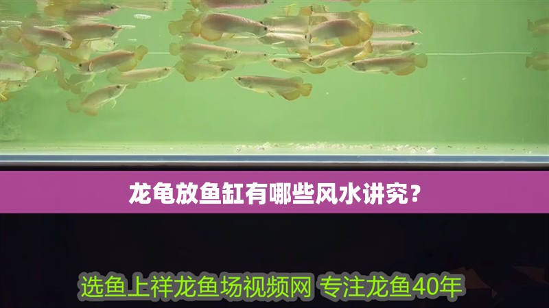 龍龜放魚缸有哪些風水講究？