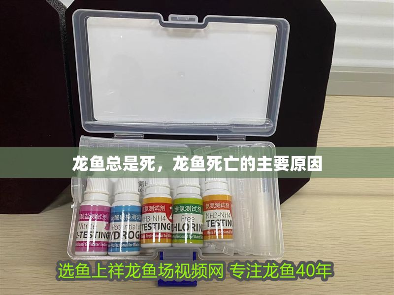 龍魚總是死，龍魚死亡的主要原因