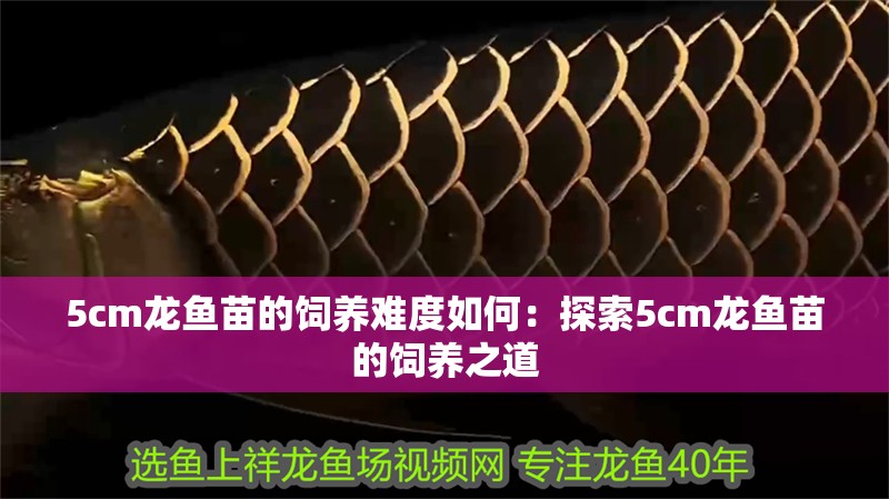 5cm龍魚苗的飼養難度如何：探索5cm龍魚苗的飼養之道