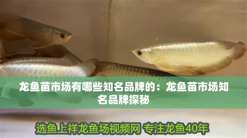 龍魚眼睛上有白點是什么病癥引起的：龍魚眼睛上有白點是什么病癥引起的呢？