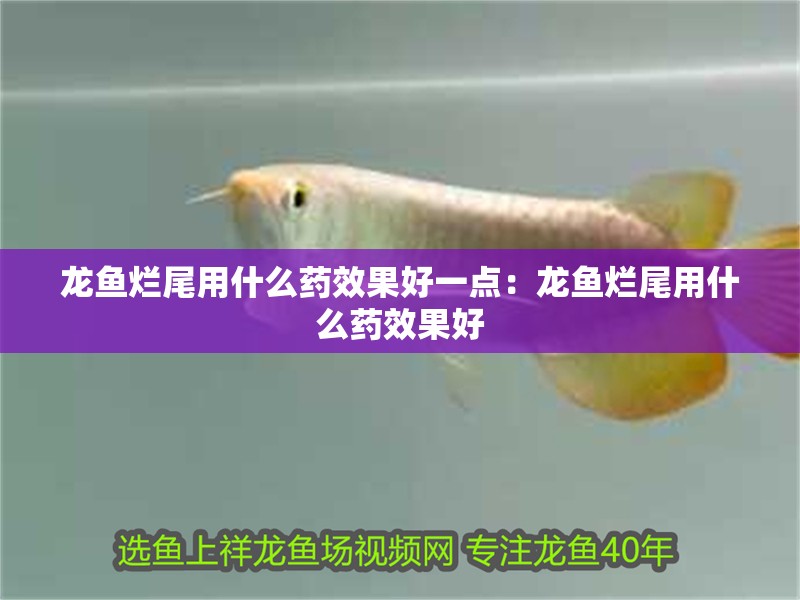 龍魚爛尾用什么藥效果好一點：龍魚爛尾用什么藥效果好