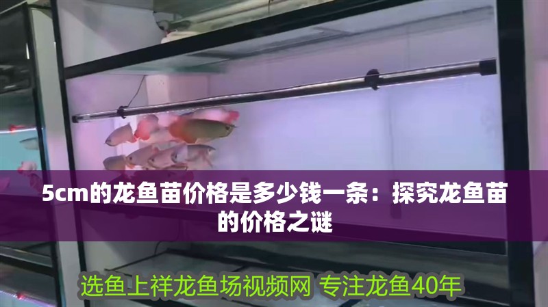 5cm的龍魚苗價格是多少錢一條：探究龍魚苗的價格之謎