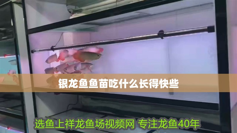銀龍魚魚苗吃什么長得快些
