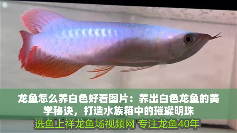 龍魚怎么養(yǎng)白色好看圖片：養(yǎng)出白色龍魚的美學(xué)秘訣，打造水族箱中的璀璨明珠