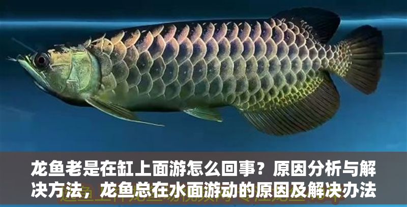 龍魚老是在缸上面游怎么回事？原因分析與解決方法，龍魚總在水面游動(dòng)的原因及解決辦法
