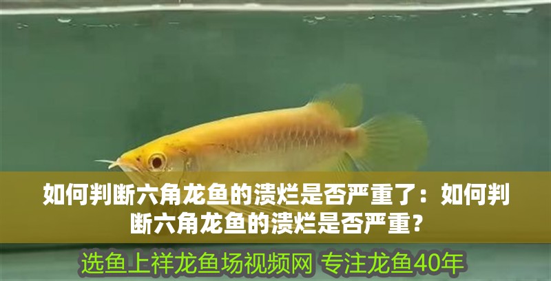 如何判斷六角龍魚的潰爛是否嚴重了：如何判斷六角龍魚的潰爛是否嚴重？