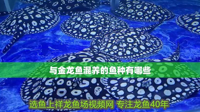 與金龍魚混養的魚種有哪些
