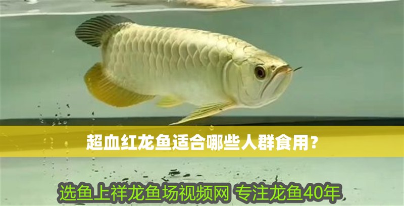 超血紅龍魚適合哪些人群食用？ 超血紅龍魚適合哪些人群食用？ 龍魚百科