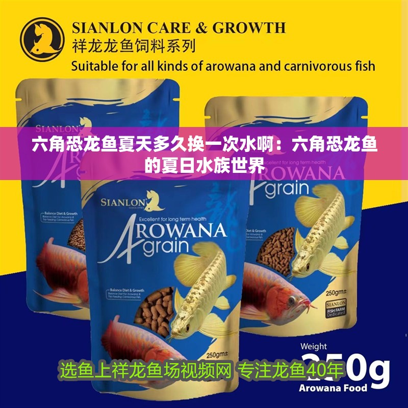 六角恐龍魚夏天多久換一次水啊：六角恐龍魚的夏日水族世界