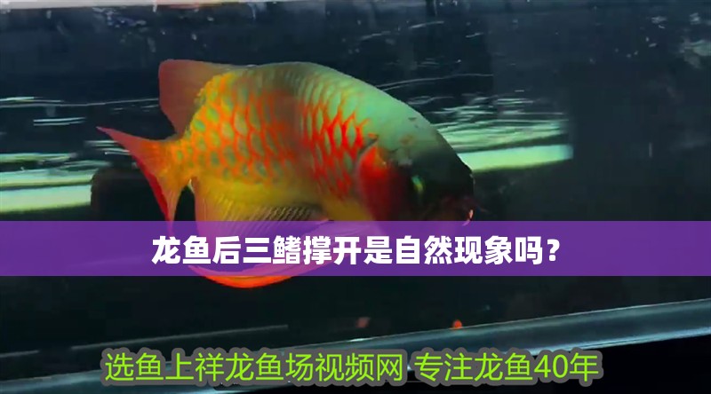 龍魚眼珠透明：龍魚眼珠透明可能是因?yàn)橐韵聨追N情況