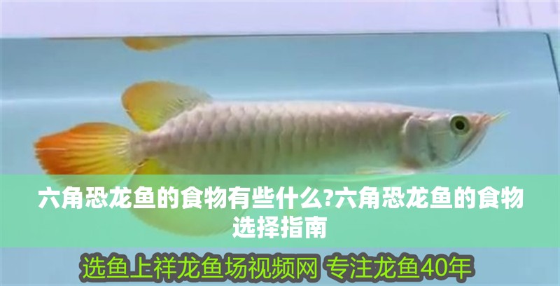 六角恐龍魚的食物有些什么?六角恐龍魚的食物選擇指南