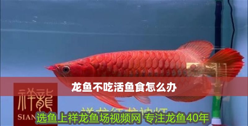 龍魚不吃活魚食怎么辦 龍魚不吃活魚食怎么辦 龍魚百科 第2張