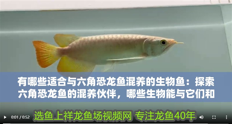 有哪些適合與六角恐龍魚混養的生物魚：探索六角恐龍魚的混養伙伴，哪些生物能與它們和諧共處？