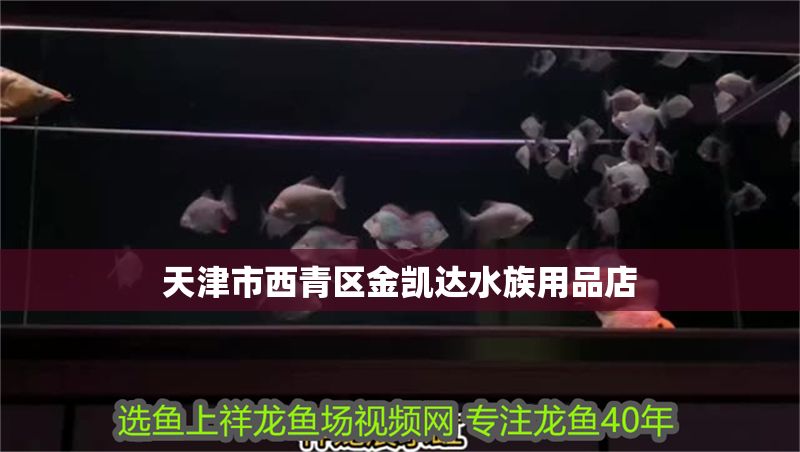 天津市西青區(qū)金凱達水族用品店