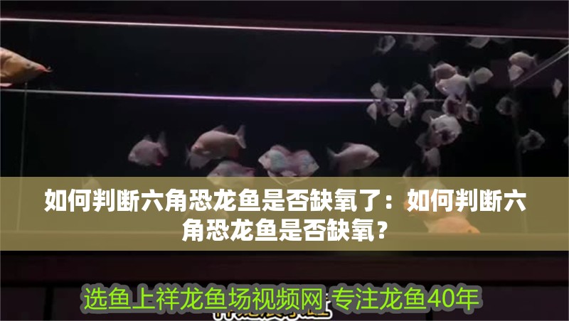 如何判斷六角恐龍魚是否缺氧了：如何判斷六角恐龍魚是否缺氧？
