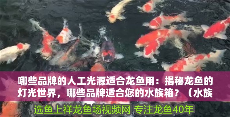 哪些品牌的人工光源適合龍魚用：揭秘龍魚的燈光世界，哪些品牌適合您的水族箱？（水族箱選擇人工光源）
