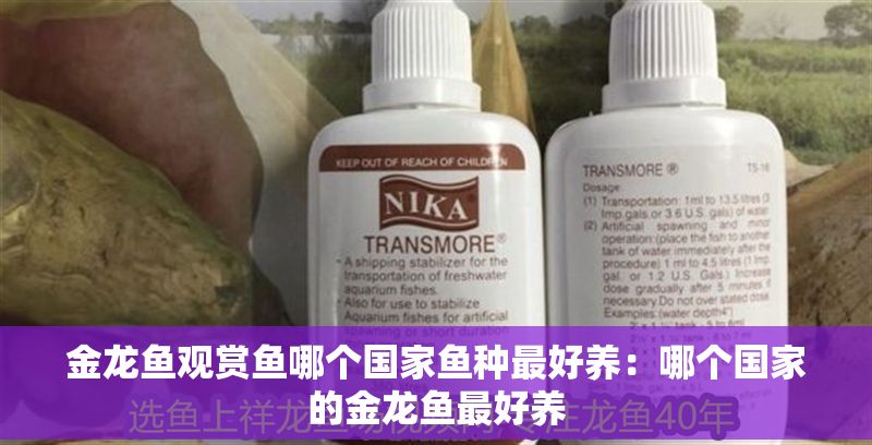 金龍魚觀賞魚哪個國家魚種最好養：哪個國家的金龍魚最好養