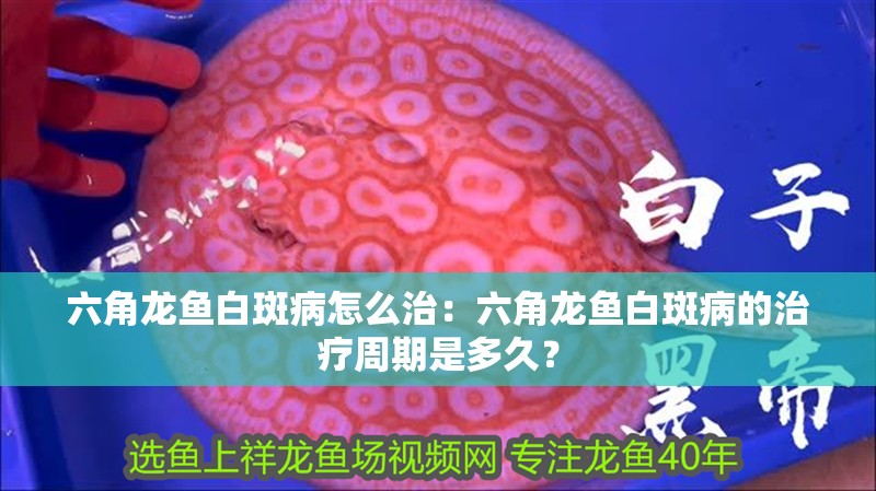 六角龍魚白斑病怎么治：六角龍魚白斑病的治療周期是多久？