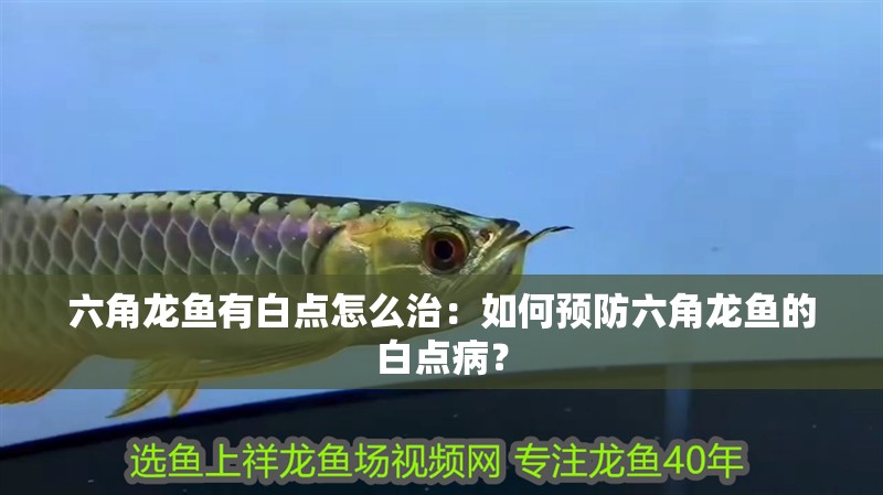 六角龍魚有白點怎么治：如何預防六角龍魚的白點病？