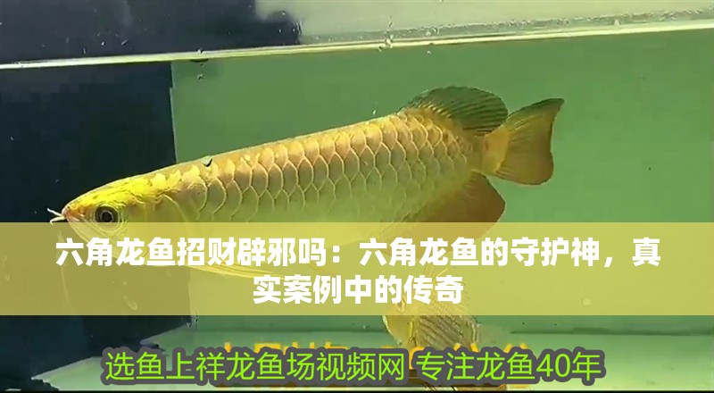 六角龍魚招財辟邪嗎：六角龍魚的守護神，真實案例中的傳奇