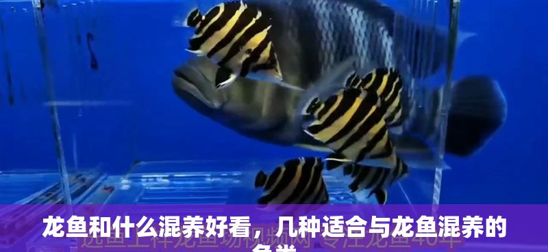 龍魚和什么混養(yǎng)好看，幾種適合與龍魚混養(yǎng)的魚類