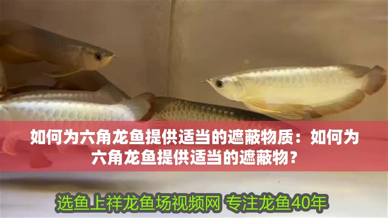 如何為六角龍魚提供適當的遮蔽物質：如何為六角龍魚提供適當的遮蔽物？ 如何為六角龍魚提供適當的遮蔽物質：如何為六角龍魚提供適當的遮蔽物？ 水族問答