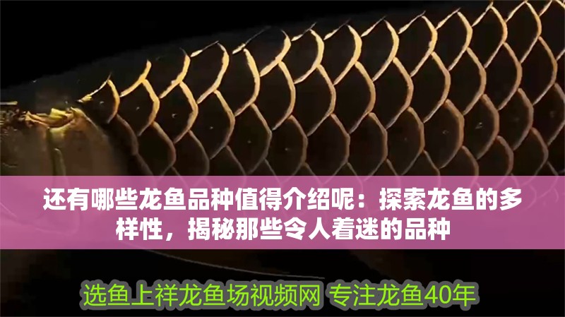 還有哪些龍魚(yú)品種值得介紹呢：探索龍魚(yú)的多樣性，揭秘那些令人著迷的品種