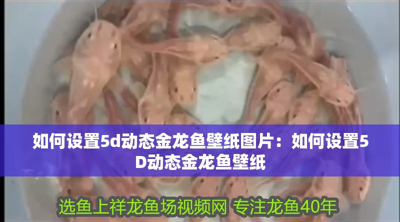 如何設(shè)置5d動(dòng)態(tài)金龍魚壁紙圖片：如何設(shè)置5D動(dòng)態(tài)金龍魚壁紙