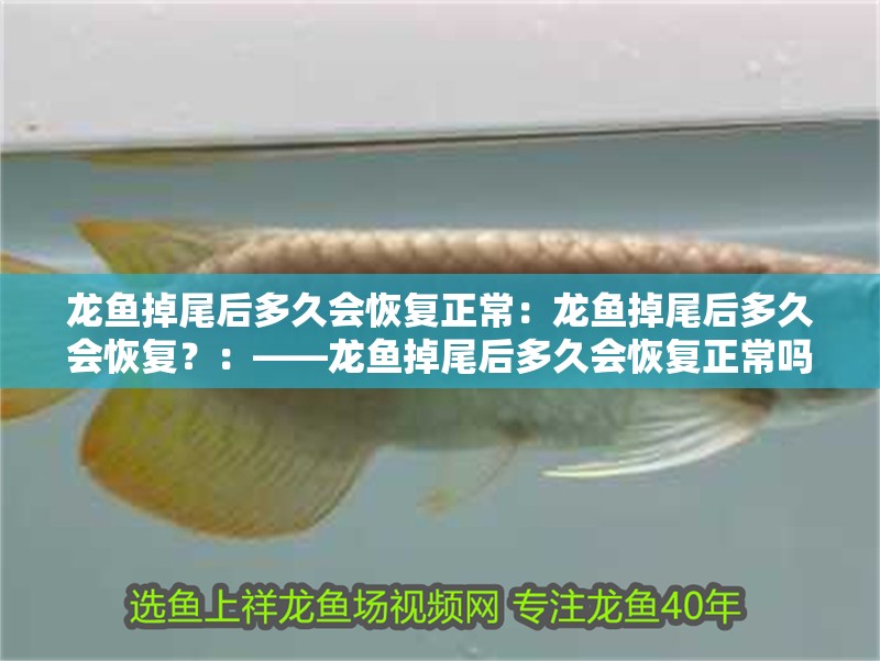 龍魚掉尾后多久會恢復正常：龍魚掉尾后多久會恢復？：——龍魚掉尾后多久會恢復正常嗎