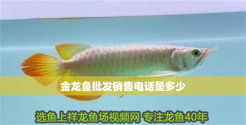 金龍魚批發(fā)銷售電話是多少