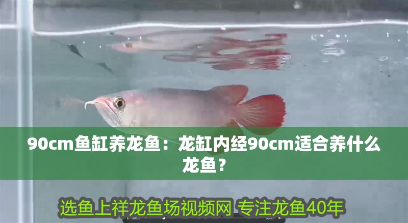 90cm魚缸養龍魚：龍缸內經90cm適合養什么龍魚？