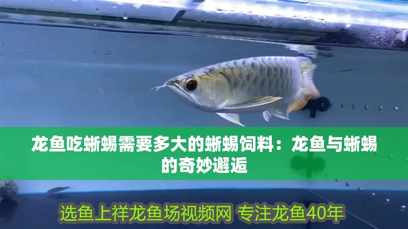 龍魚吃蜥蜴需要多大的蜥蜴飼料：龍魚與蜥蜴的奇妙邂逅