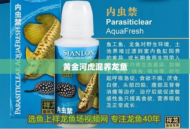 黃金河虎混養(yǎng)龍魚