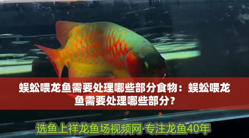 龍魚怕什么 蜈蚣喂龍魚需要處理哪些部分食物:蜈蚣喂龍魚需要處理哪些部分? 水族問答 蜈蚣喂龍魚需要處理哪些部分食物:蜈蚣喂龍魚需要處理哪些部分? 蜈蚣喂龍魚需要處理哪些部分食物:蜈蚣喂龍魚需要處理哪些部分? 水族問答