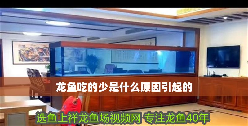龍魚吃的少是什么原因引起的