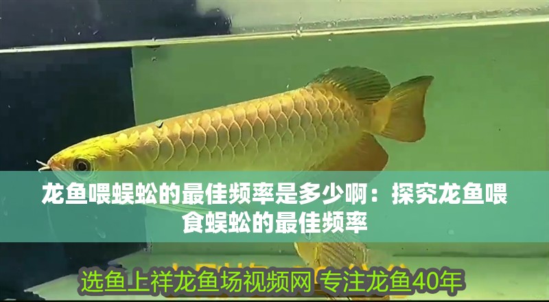 龍魚喂蜈蚣的最佳頻率是多少啊：探究龍魚喂食蜈蚣的最佳頻率