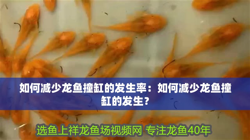如何減少龍魚撞缸的發生率：如何減少龍魚撞缸的發生？