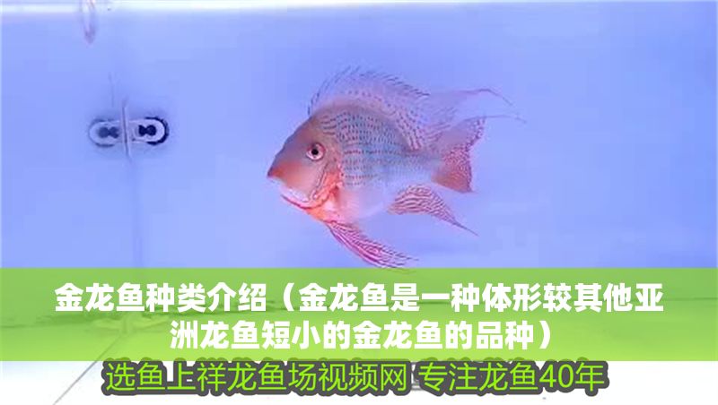 金龍魚種類介紹（金龍魚是一種體形較其他亞洲龍魚短小的金龍魚的品種）