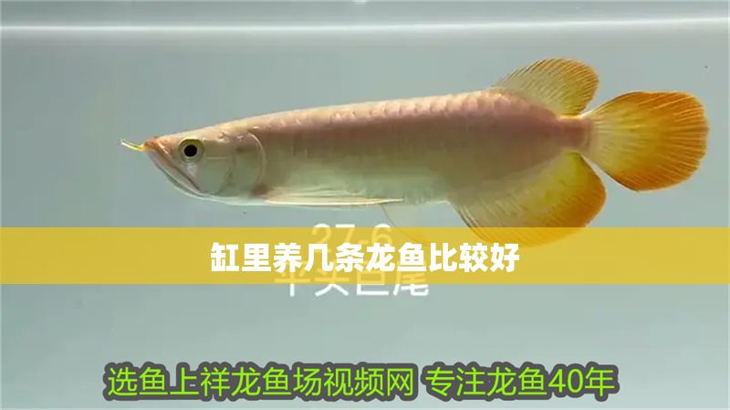 缸里養幾條龍魚比較好