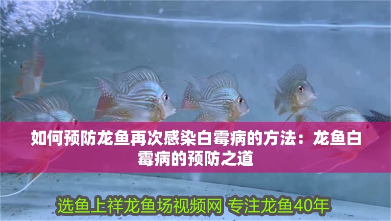 如何預防龍魚再次感染白霉病的方法：龍魚白霉病的預防之道