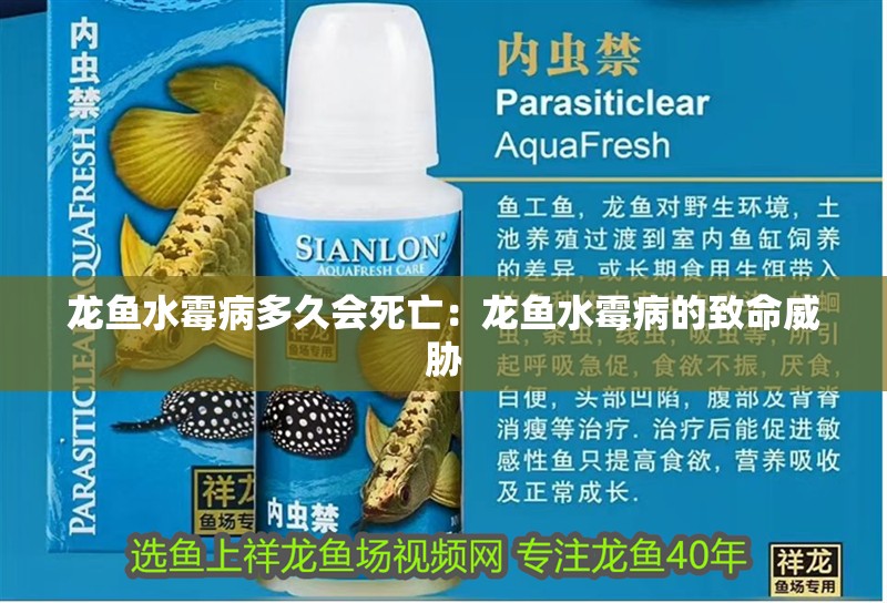 龍魚水霉病多久會死亡：龍魚水霉病的致命威脅