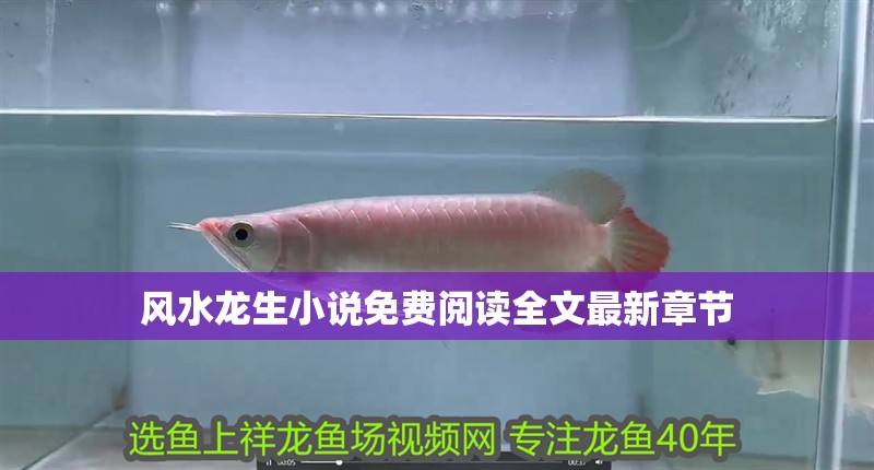 風水龍生小說免費閱讀全文最新章節