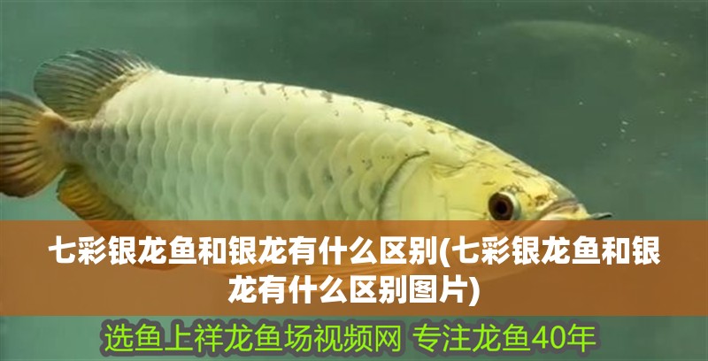 七彩銀龍魚和銀龍有什么區別(七彩銀龍魚和銀龍有什么區別圖片)